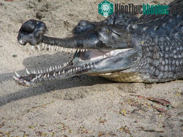 Cá sấu Ấn Độ hay cá sấu sông Hằng, tên khoa học là Gharial. Mặc dù cá sấu Gharial có chiều dài lên tới 6m, song chúng rất lành. Với miệng hẹp và nhiều răng, Gharial chỉ xơi tái những con cá mà khôn...