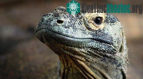 Các nhà khoa học cho biết, rồng Komodo có họ gần với khủng long, nhóm động vật đã tuyệt chủng từ hàng chục triệu năm trước. Người ta phát hiện hóa thạch của một loài khá giống rồng Komodo ở Austral...