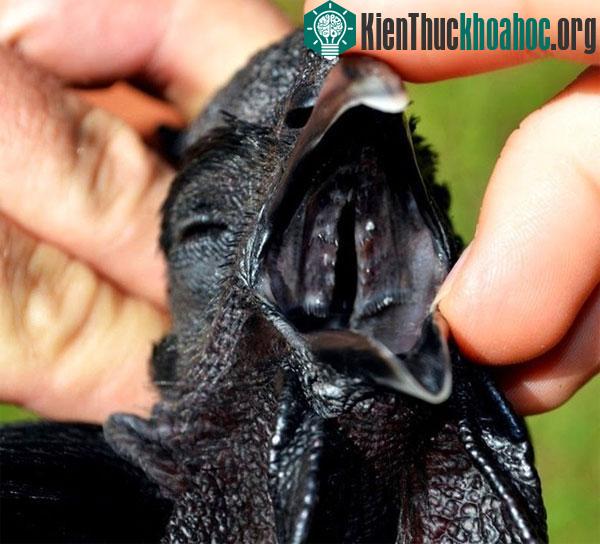 Lông, mỏ, lưỡi, chân, móng chân của Ayam Cemani đều có màu đen tuyền. Thậm chí thịt, máu và tủy xương của chúng cũng là màu đen.