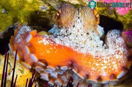 Bạch tuộc dự trữ tinh trùng có thể vì ít có cơ hội giao phối thường xuyên.