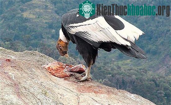 Thần ưng Andes – chúa tể bầu trời Nam Mỹ