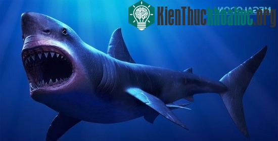 Cá mập cổ đại Megalodon với kích thước khổng lồ.