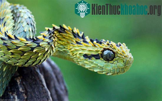 Rắn vảy sừng Bush Viper