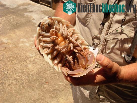 Bọ khổng lồ isopoda