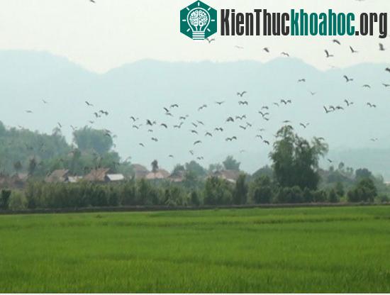 Bảo vệ đàn cò nhạn quý hiếm tại xã Mường Phăng