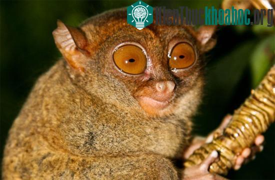 Những loài khỉ có bộ mặt ngộ nghĩnh nhất ảnh 2