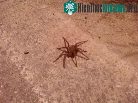 10 loài động vật nhỏ bé nhưng cực kỳ nguy hiểm