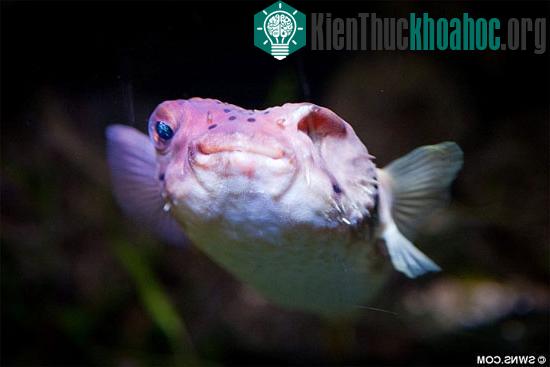 Mini hiện sống vui vẻ trong bể nuôi với một mắt còn lại.