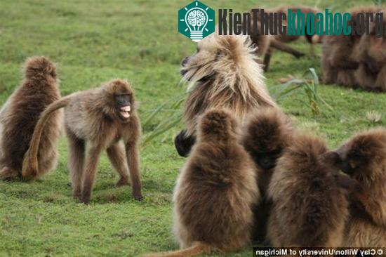 Khỉ geladas là loài thích giao du và sống thành bầy đàn lớn. (Ảnh: BBC)