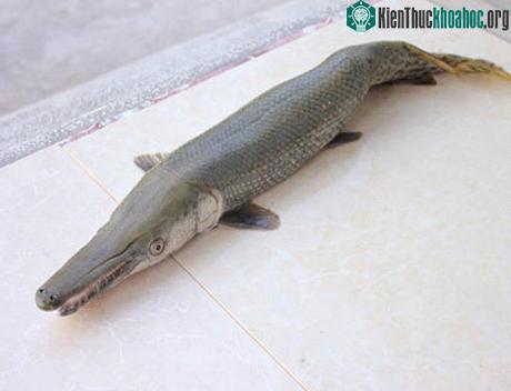 Không ai biết tên loài cá này vào thời điểm một người dân ở Vĩnh Long bắt được nó trên sông Hậu.