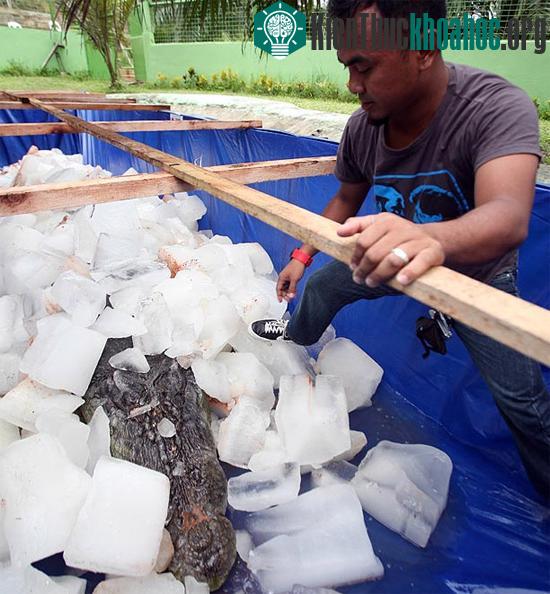 Cá sấu nước mặn lớn nhất thế giới chết ảnh 2