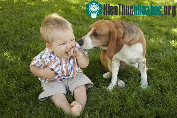 Chó cũng cảm thấy hối hận?