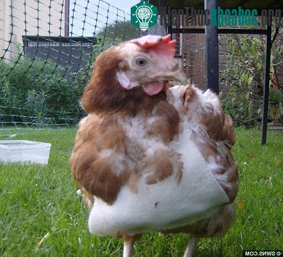 Gà JJ khiến những con gà khác phải nể phục