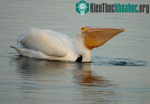 Những sự thật thú vị về loài chim khổng lồ