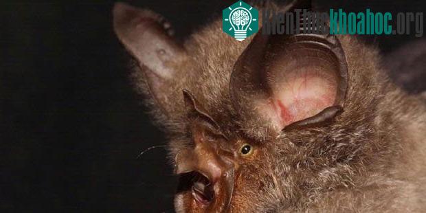 Dơi Rhinolophus smithersi