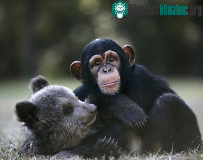 Chú gấu 5 tháng tuổi Bam Bam có người bạn thân và chú khỉ đột 16 tháng tuổi Vali. Cả hai hiện đang ở vườn thú tại South Carolina, Mỹ. (Nguồn: Rex)