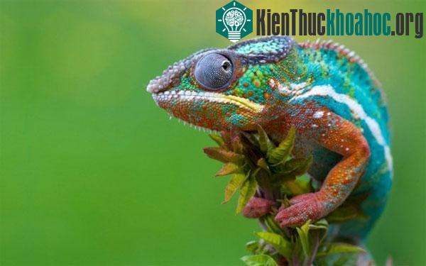 Tắc kè hoa bị mù có thể thay đổi màu sắc hay không?