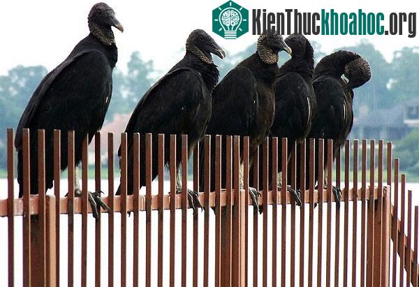Một bầy kền kền đen tại Texas, Mỹ
