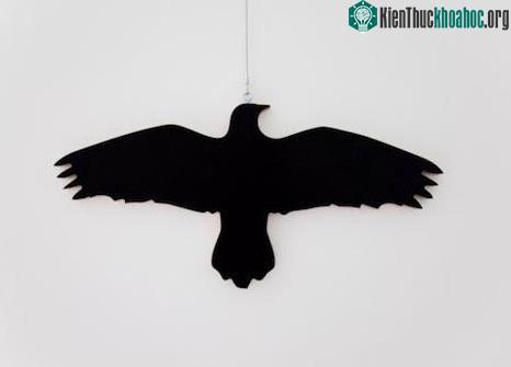 Những mục đích kỳ lạ khi huấn luyện các loài động vật