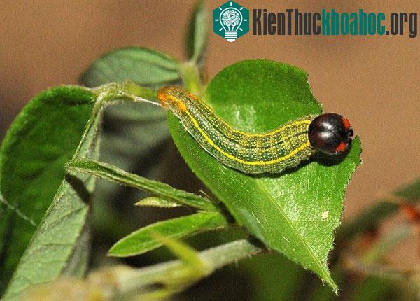 Các loài động vật quái đản: thở bằng hậu môn, "xì hơi" để bơi