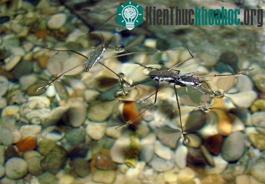 4 loài động vật có thể đi trên mặt nước cực đỉnh
