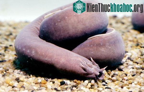 Những khả năng khó tin của các loài sinh vật dưới nước