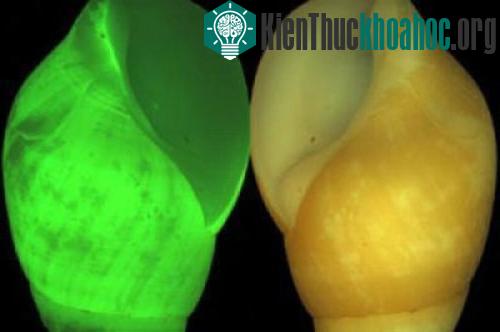 Cận cảnh vẻ kỳ ảo của những sinh vật tự phát sáng- ảnh 4