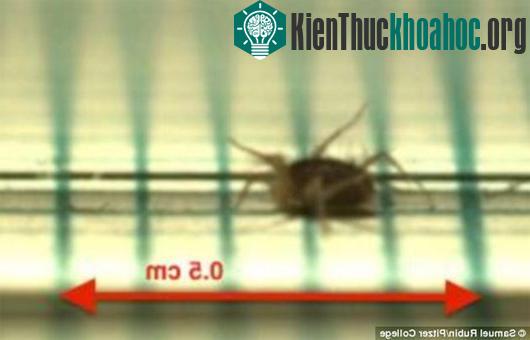 Loài ve này có khả năng chạy trên nền bê-tông với mức nhiệt độ cao (40 - 60 độ C).