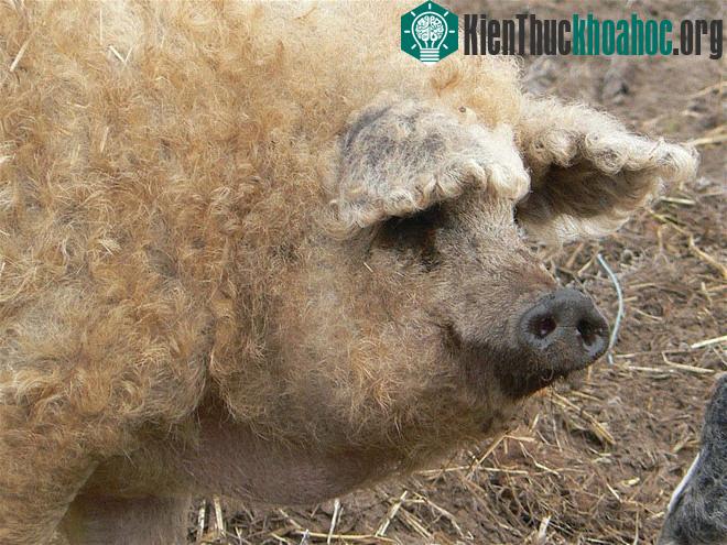 Lợn Mangalitsa không yêu cầu chế độ chăm sóc đặc biệt, thức ăn chủ yếu của chúng là lúa mì, ngô, lúa mạch, cỏ... Thịt lợn Mangalitsa được coi là một trong những loại thịt ngon nhất thế giới.