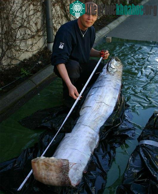 Oarfish còn được gọi là cá mái chèo, vua của cá trích hoặc oarfish khổng lồ, loài cá này được phát hiện tại bờ biển phía Tây của Thụy Điển. Các chuyên gia hải dương cho biết, đây là con cá lớn nhất...