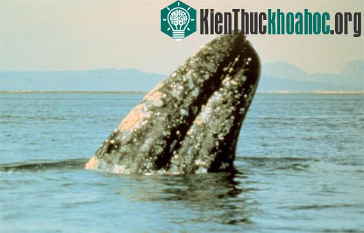 Ảnh: Live Science