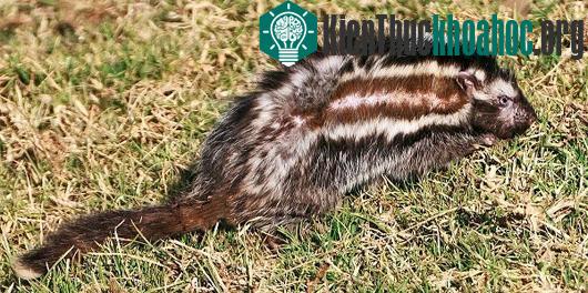 Những sát thủ "kịch độc" ẩn mình trong vẻ ngoài vô hại