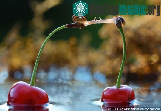 Ốc sên khóa môi kiểu Pháp gây sốt