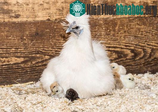 Gà Silkie mẹ và những chú gà con đáng yêu. (Nguồn: huffingtonpost)