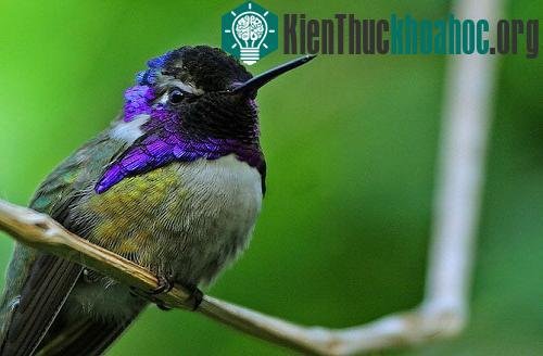 Màu sắc độc đáo của chim ruồi sẽ khác nhau tùy theo từng loài. Ở một số loài, ánh sáng mặt trời phản chiếu vào lớp lông trên cùng tạo ra bước sóng ánh sáng khác nhau, khiến người quan sát nhìn thấy...