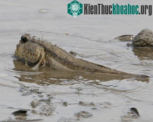 Kỳ lạ những loài cá thích đi bộ trên cạn