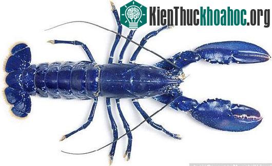 Thế giới động vật màu xanh