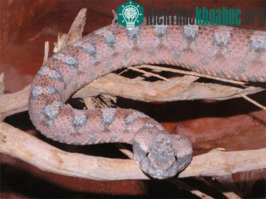 8 kẻ thù đáng sợ con người nên tránh xa
