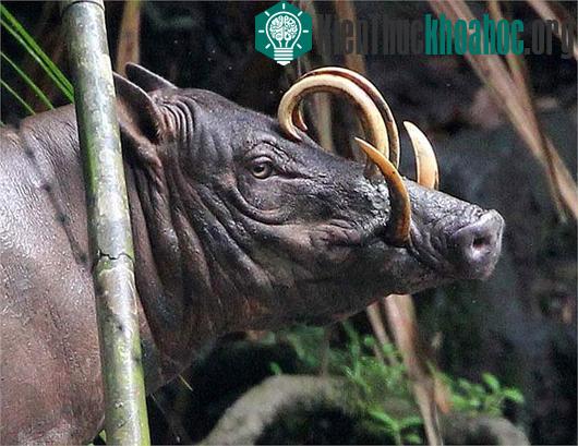 Quái vật lợn có bộ dạng kỳ dị ở Indonesia