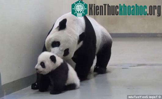 Gấu mẹ cắp cổ gấu con