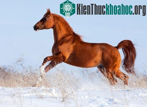 Những điều thú vị của loài ngựa