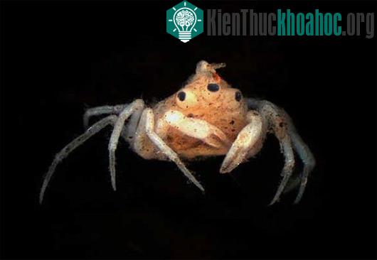 Con cua nhện Úc có 3 mắt