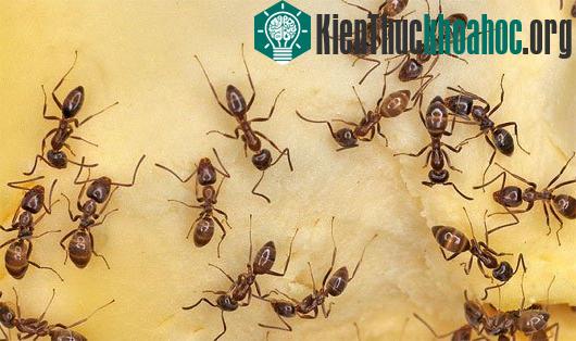 Những đàn động vật lớn nhất thế giới