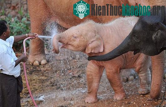 Thế giới động vật mang màu trắng