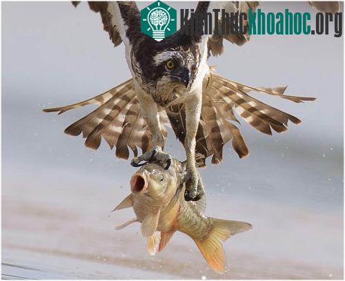 Cá chép có chiều dài thân gấp đôi kẻ săn mồi, do đó chim ưng phải mất một vài giây để giữ thăng bằng và giữ chặt con mồi trước khi có thể kéo con mồi lên không trung.