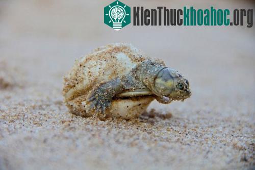Theo WCS, chỉ một số lượng nhỏ rùa mới sinh sống sót và tồn tại đến tuổi trưởng thành. Loài rùa thường đẻ trứng với số lượng lớn để duy trì dân số và nòi giống. Trong ảnh là một con rùa con đang ch...