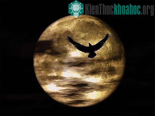 Những tác động khiến động vật "phát điên" và có thể giết người