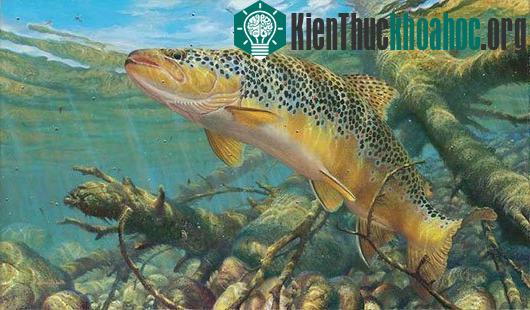 Những tập tính sinh sản và tồn tại khó hiểu ở động vật