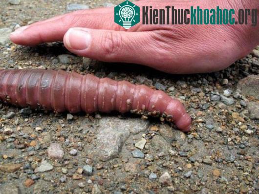 Độ dài giun khổng lồ có thể lên tới 2m