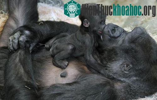 Khi mới sinh vào ngày 4/11/2013, con khỉ con có cân nặng khoảng 1,5kg. Trong những ngày tháng đầu đời này, khỉ con thường chỉ nằm lên ngực mẹ. (Ảnh: AP)